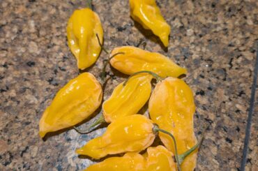 Need help IDing peppers I purchased at the farmers market