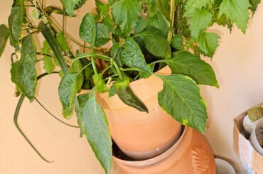 It seems like some kind of pepper is growing in this pot by itself. Any ideas about what kind of pepper it is? Location is Greece