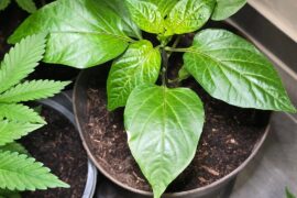 How am I doing so far?