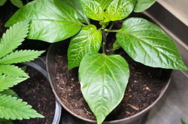 How am I doing so far?