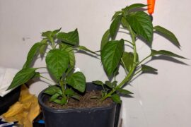 Which serrano pepper plant should I remove?