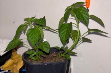 Which serrano pepper plant should I remove?
