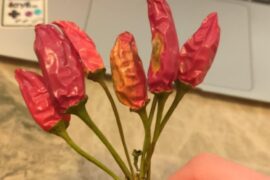 Which variety could it be ?