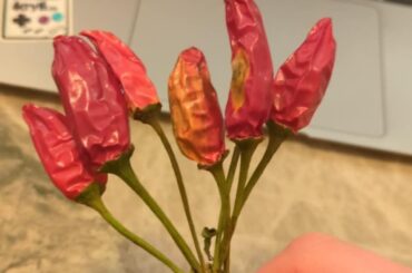 Which variety could it be ?