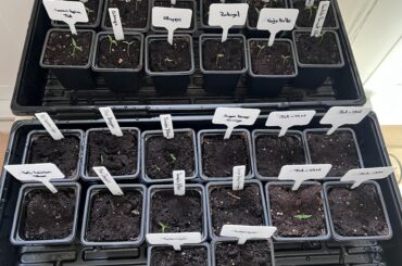 7 days and 23 of 26 cells have seedlings. Nice!