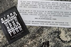 Jamaican Hockey Puck seeds