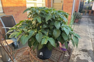 Should I trim my habanero bush?