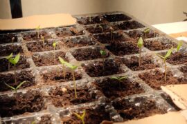 Hello ! Are these leggy or fine ?