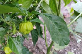 Need help IDing pepper