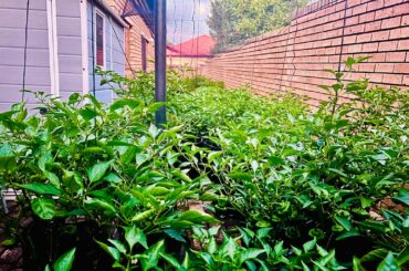 Hot Pepper Grow 2026