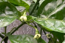 Flowers not pollinating