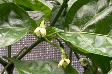 Flowers not pollinating