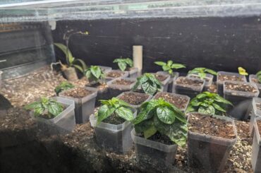 Are my peppers too short? (scotch bonnet seedlings)