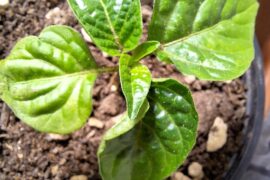 Discoloring/yellowing and darkening leaves