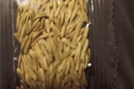 scorpion pepper seeds?