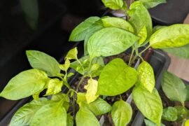 One jalapeno has way brighter leaves than the one right next to it. What could be the cause?