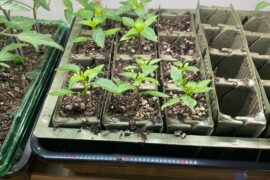 Look healthy but stunted? Help!