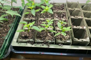 Look healthy but stunted? Help!
