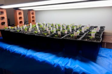 Up pot day! 3 weeks since sprouting