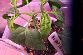 Please Help with curling leaves