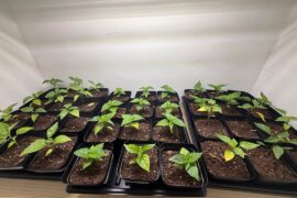 Needing fertilizer or too much light?