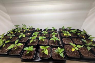 Needing fertilizer or too much light?