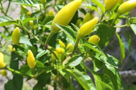 Farmers market mystery pepper
