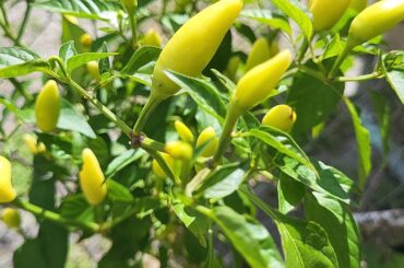 Farmers market mystery pepper