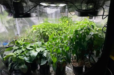 Happy with the progress from a month ago!