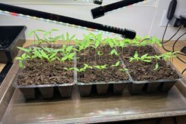 Seedling advice needed