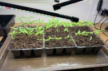 Seedling advice needed