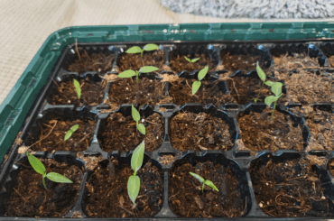 Nearly 100% germination rate