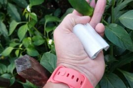 Hybrid pepper Jalapeno/birdseye/banana