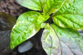 Mutation, Sick or both?