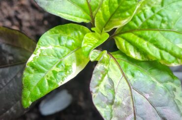 Mutation, Sick or both?
