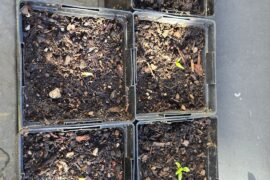question regarding Carolina Reaper seedlings.