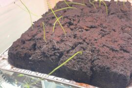 Are these Rocoto peppers?