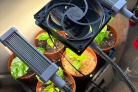 My improvised fan setup fell over, and brutally decapitated my best Lemon Habanero seedling