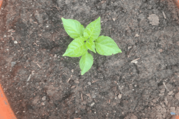 Is there anything wrong with my trinidad scorpion? Leaf tips browning and it doesnt have the characteristic chinense dark green leaf color
