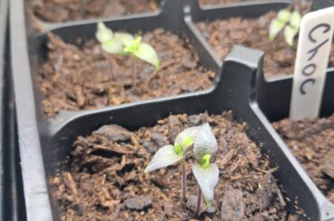 Are my chocolate scotch bonnets looking good?