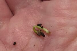 Sorry need help again. Are my seed roots done?