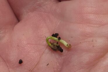 Sorry need help again. Are my seed roots done?