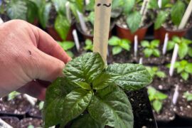 Our Crosses are doing well.