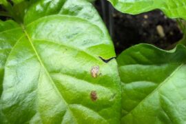 Weird spots on pepper leaves and some leaves turning yellow. Why?
