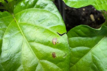 Weird spots on pepper leaves and some leaves turning yellow. Why?