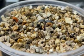 Same seedling, 1.5 days apart. (post transplant/correcting my watering, etc.)