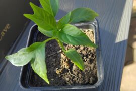 What are the chances for this plant to produce mutated pods?