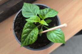 Opinions about my first grow