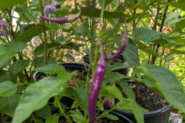 Photo dump pepper boom