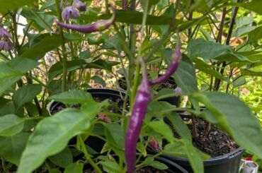 Photo dump pepper boom